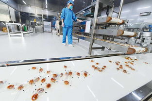 碭山梨香飄萬里 雙十一互聯(lián)網(wǎng)熱潮下的助農(nóng)增收新畫卷